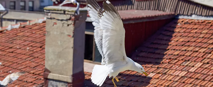 Residential Chimney Animal Removal Solution in Cleburne, TX