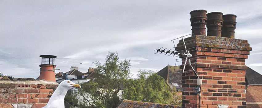 Chimney Cleaning And Restoration in Cleburne, Texas